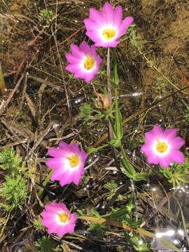 Image of marsh rose gentian