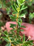 صورة Pimelea leptospermoides F. Müll.