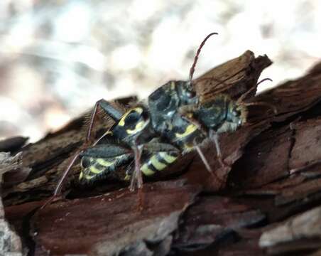 Imagem de Neoclytus conjunctus (Le Conte 1857)