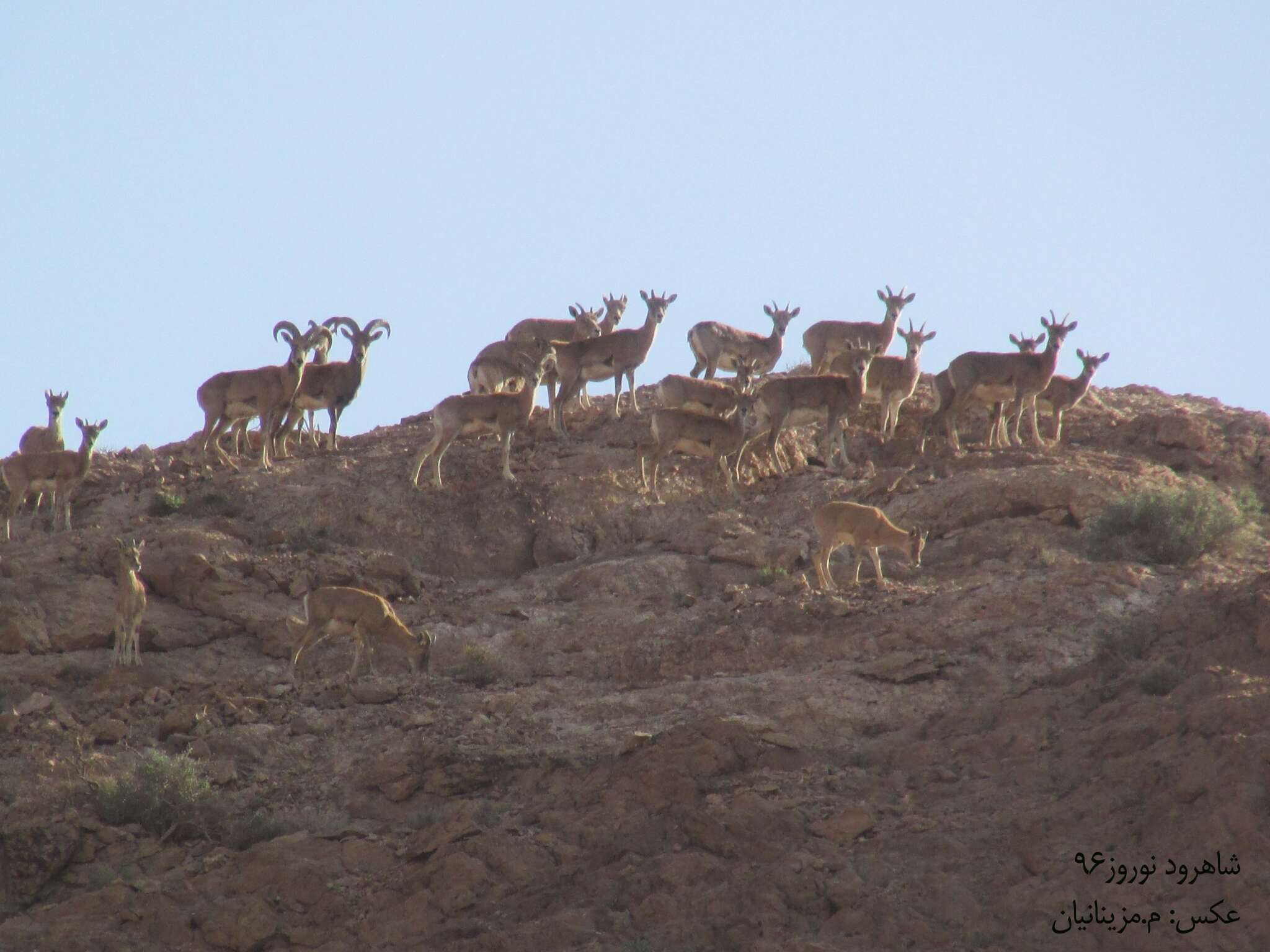 Image of Ladakh Urial