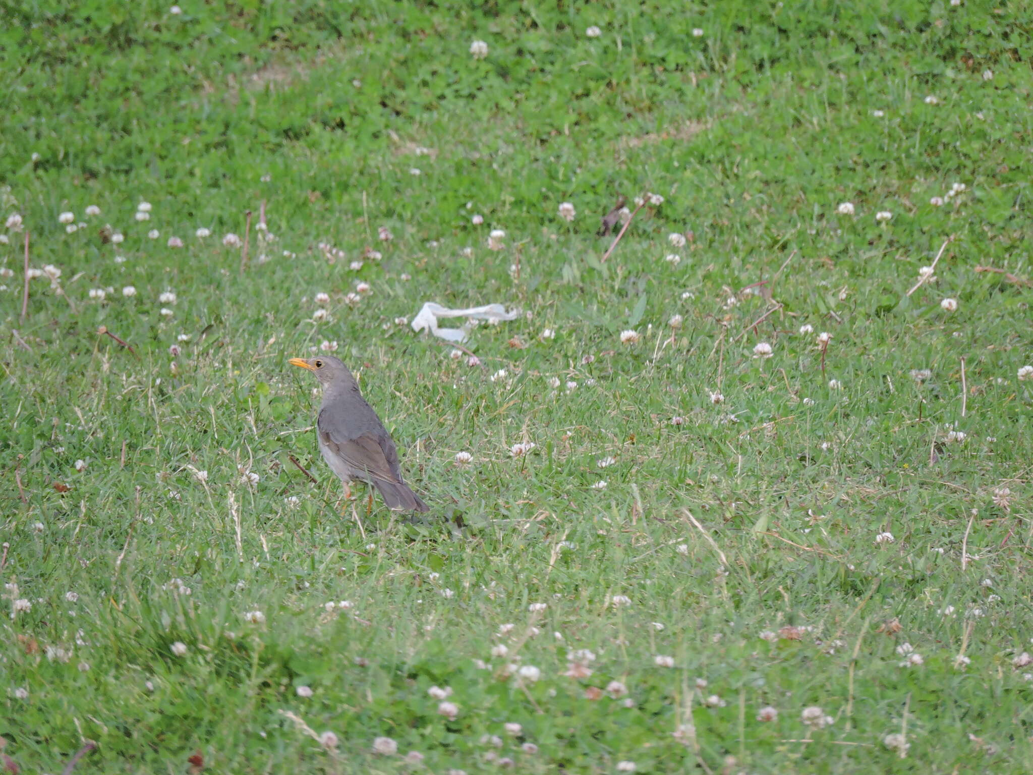 Image of Tickell's Thrush