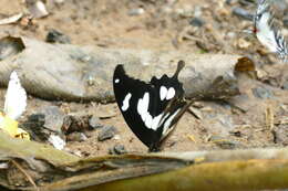 Image of Papilio hesperus Westwood (1843)