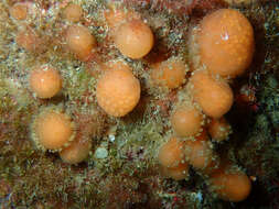 Pseudodistoma cyrnusense Pérès 1952 resmi