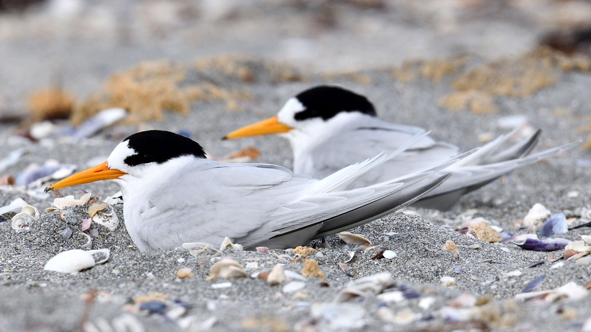 Image of Fairy Tern