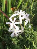 Image de Crinum americanum L.