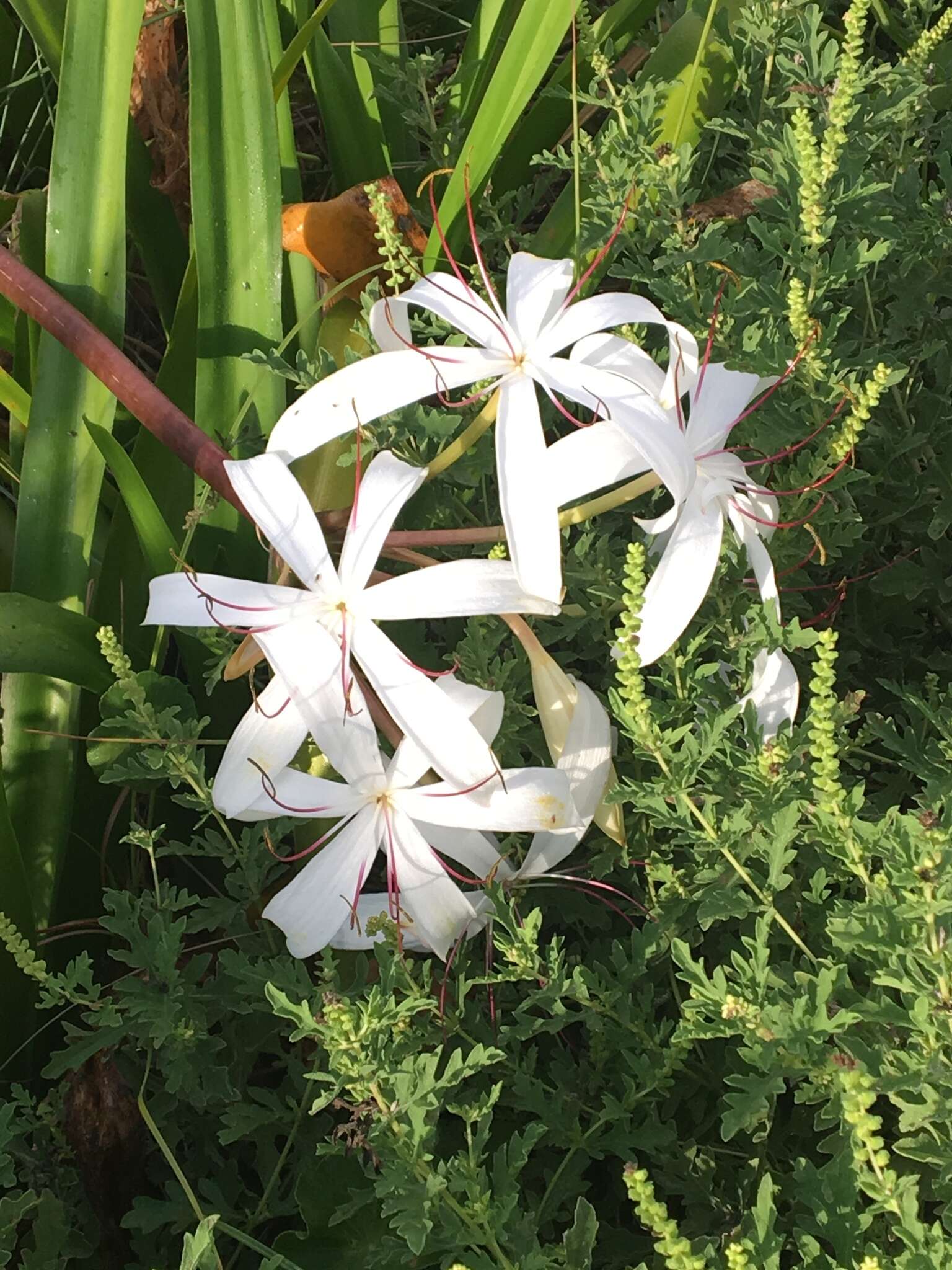 Image de Crinum americanum L.