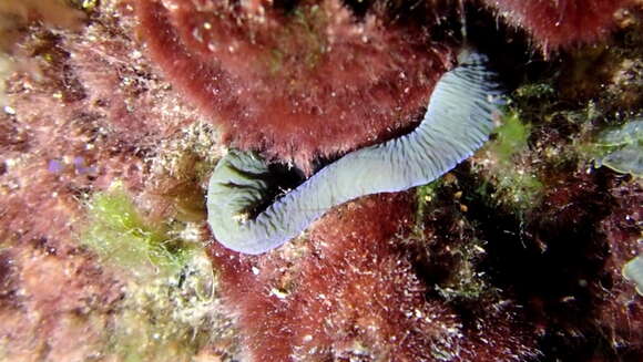 Image of banded bootlace