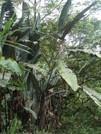 Image of Heliconia griggsiana L. B. Sm.