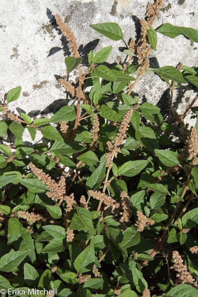 Image of largefruit amaranth