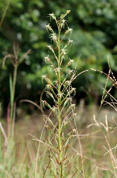 Image de Habenaria nyikana Rchb. fil.