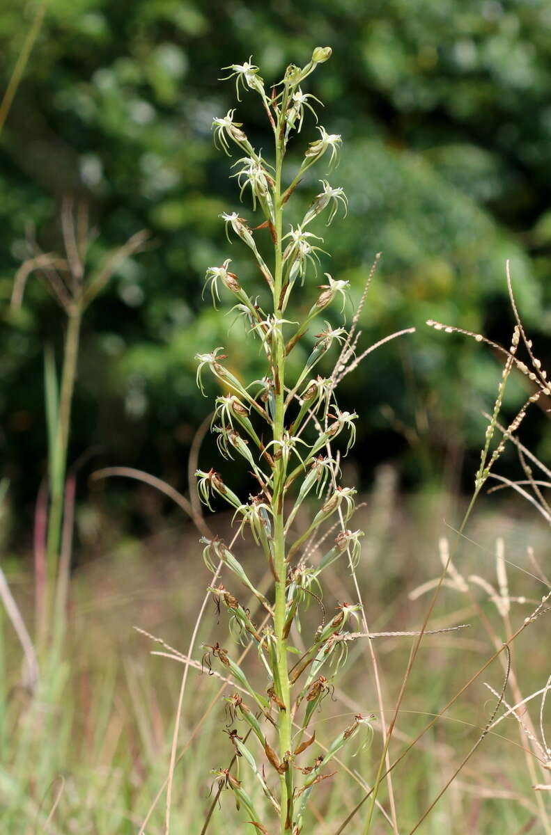 Habenaria nyikana Rchb. fil. resmi