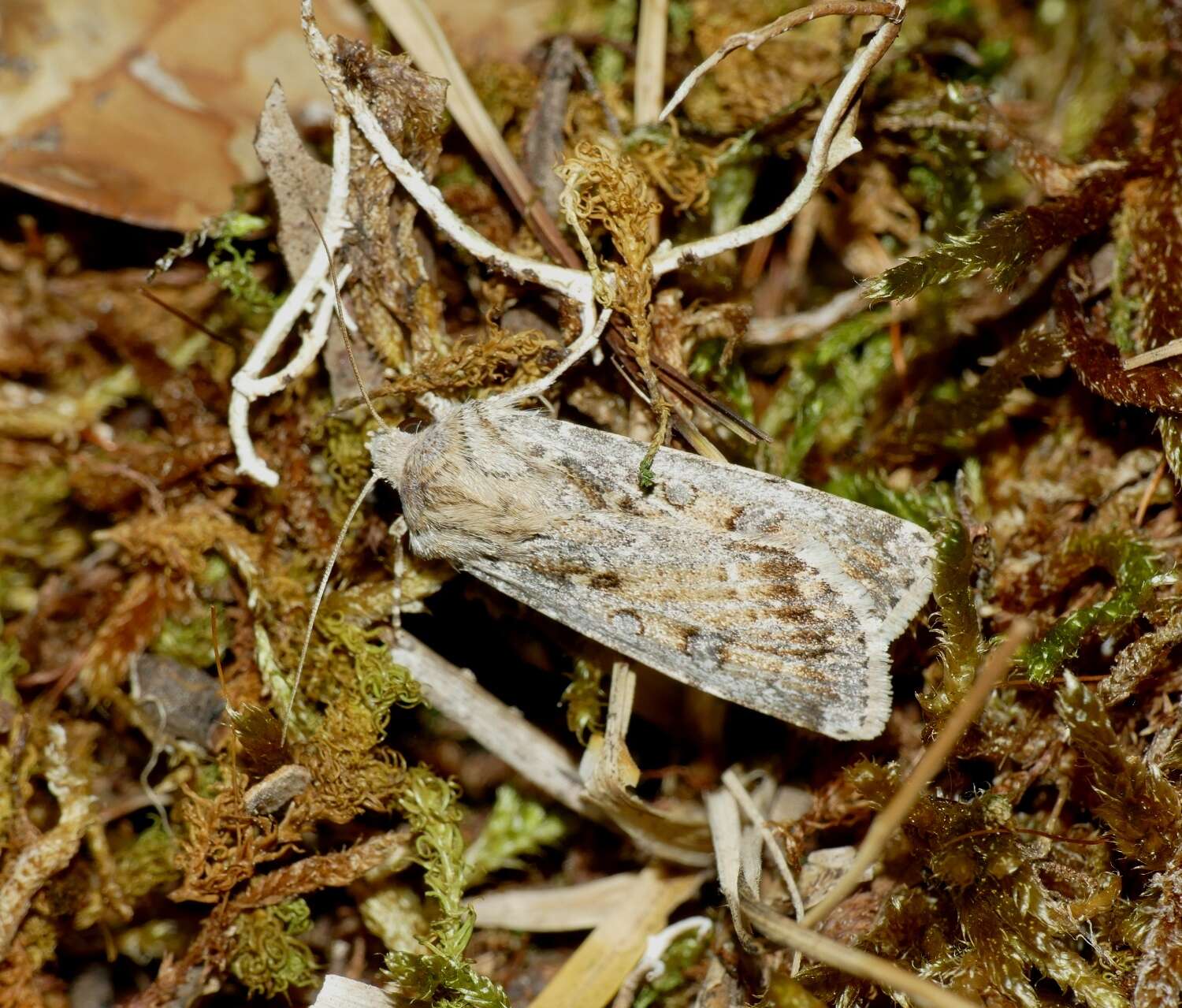 Image of sand dart