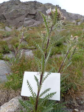 Image of jeweled thistle