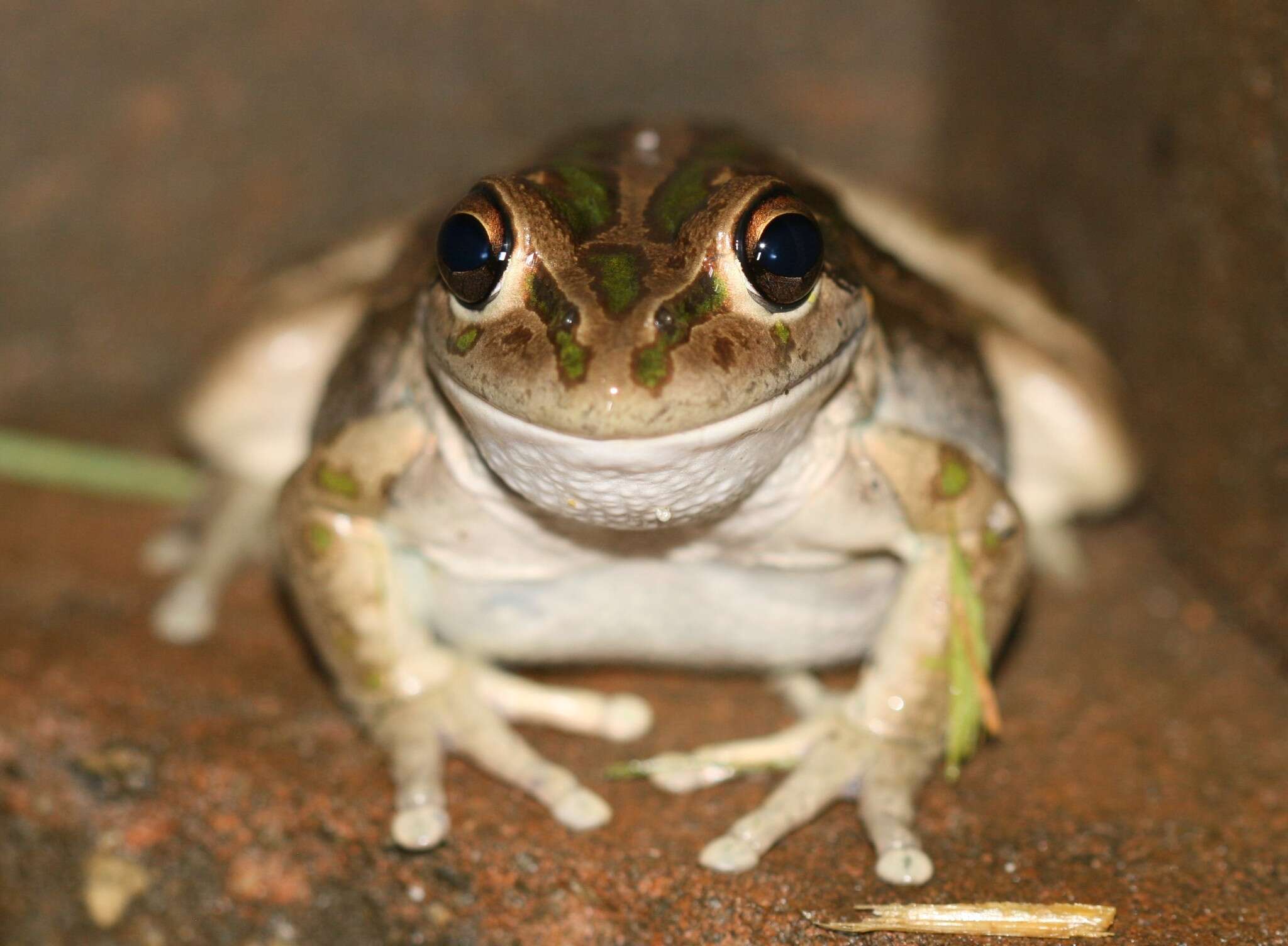 Image of Bell Frog