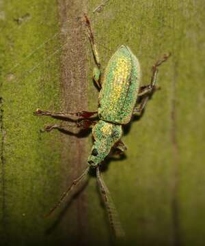 Image of Phyllobius (Dieletus) argentatus Linnaeus 1758