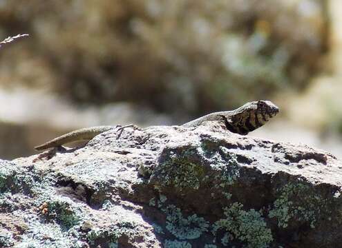 Image of Peru Pacific Iguana