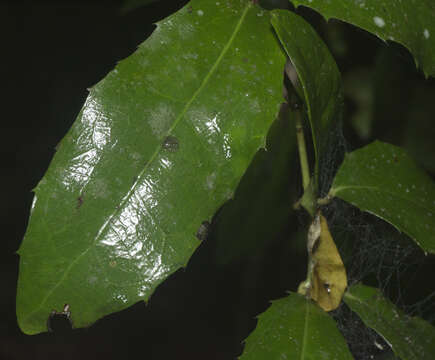 Image of Wilkiea austroqueenslandica Domin