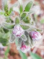 Image of Cynoglossum clandestinum Desf.