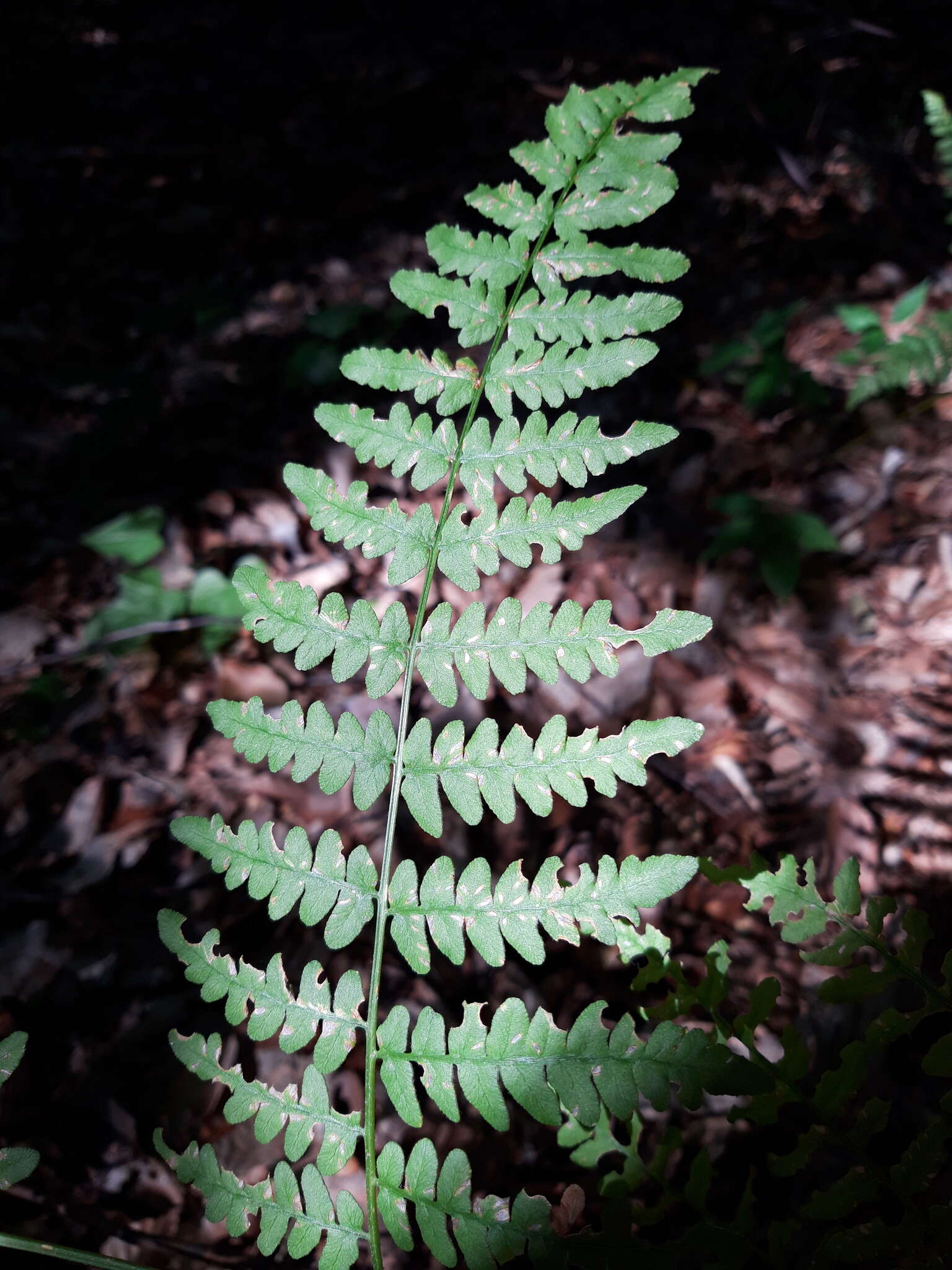 Слика од Pteridium aquilinum subsp. aquilinum