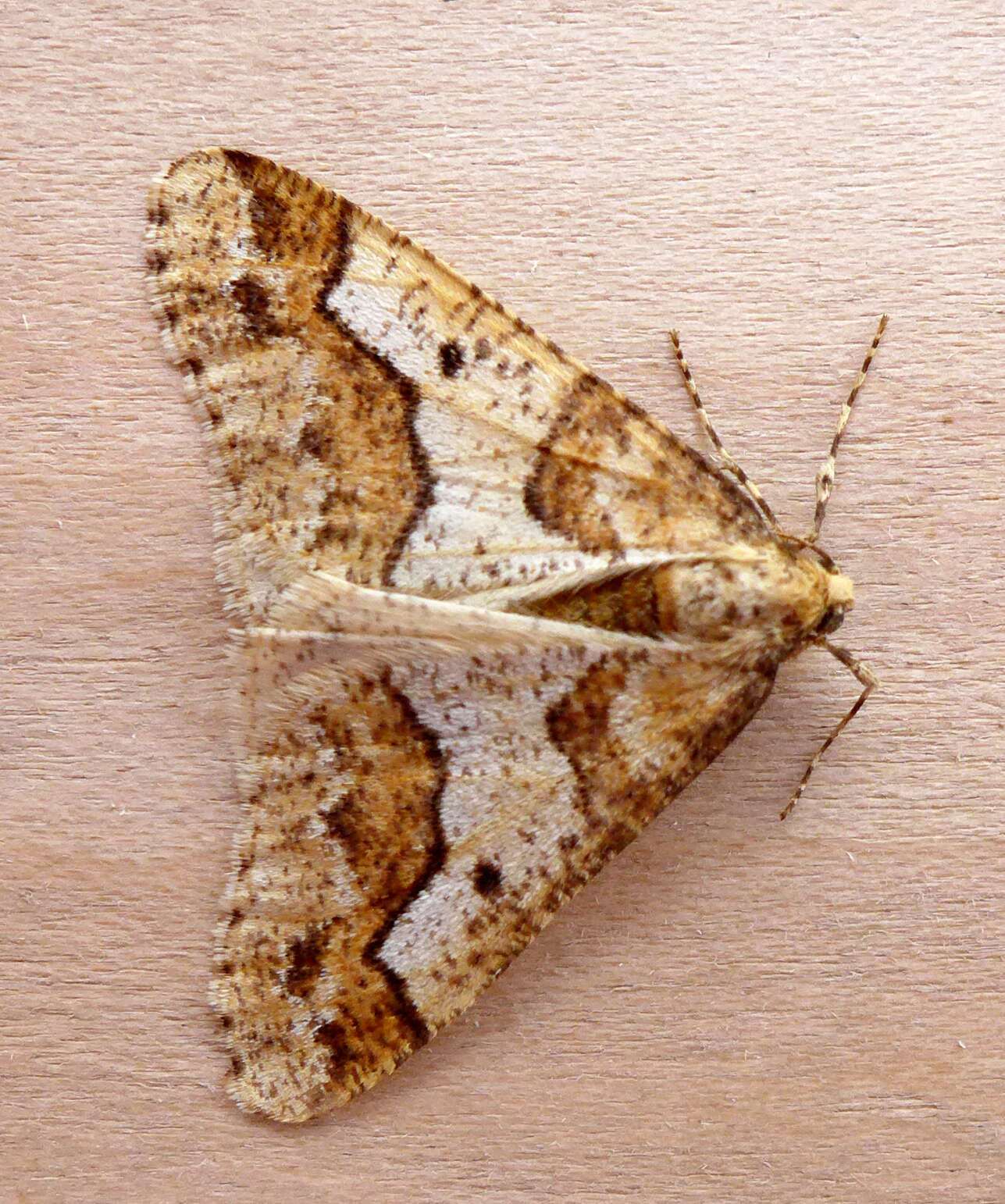 Image of mottled umber