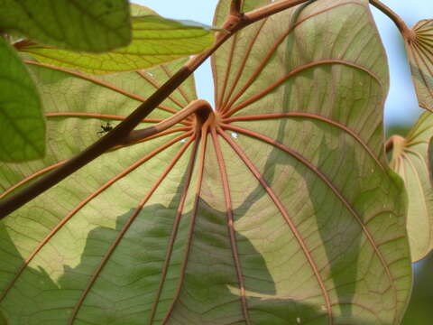 Image of Bauhinia foveolata Dalzell