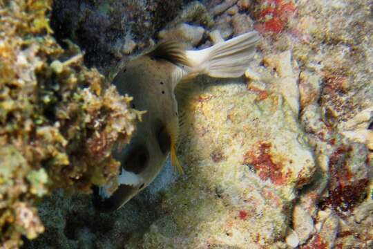 Image of Black Spotted Blow Fish