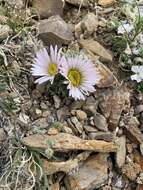 Image of cushion Townsend daisy