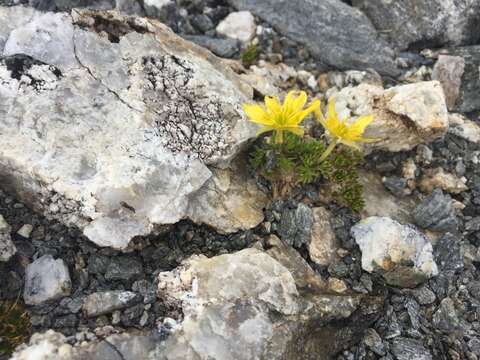 Image of Ranunculus sericophyllus Hook. fil.