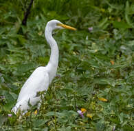 Image of Ardea intermedia intermedia Wagler 1829