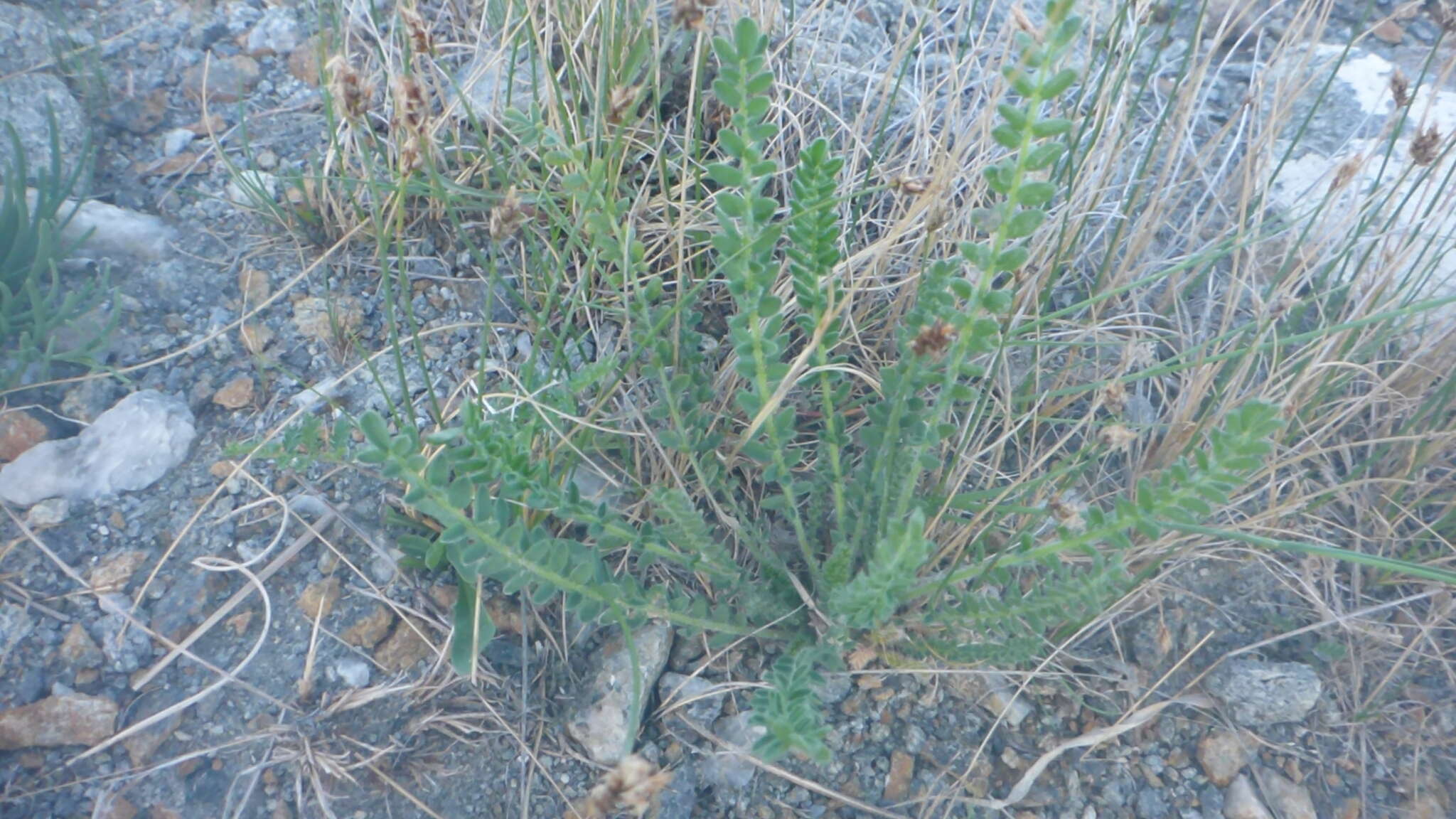 Plancia ëd Oxytropis microphylla (Pall.) DC.