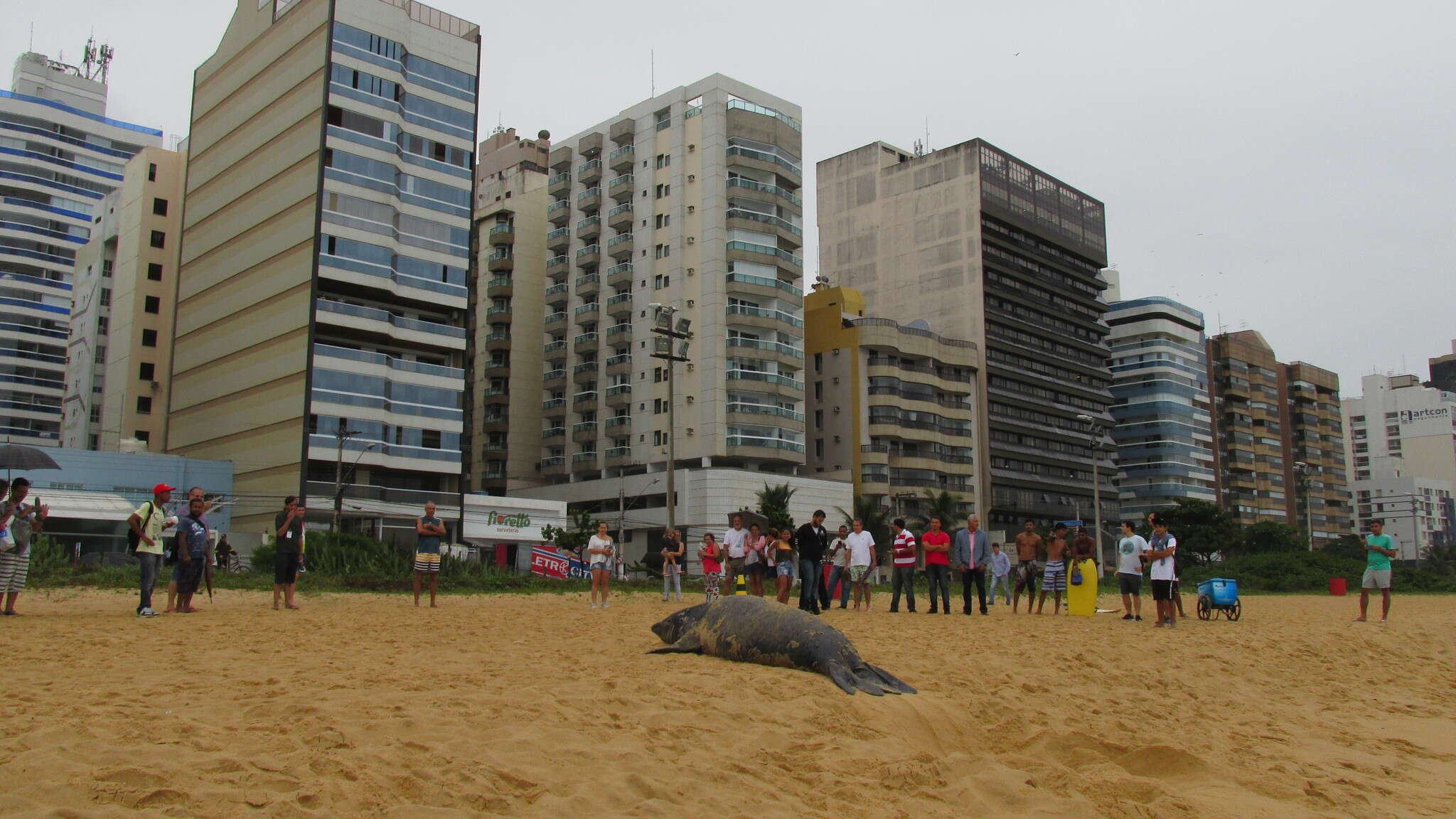 Image of South Atlantic Elephant-seal