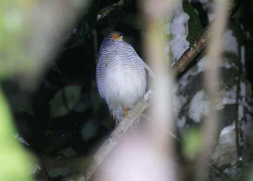 Image of Lined Forest-falcon