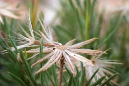 Image of Vittadinia blackii N. T. Burbidge