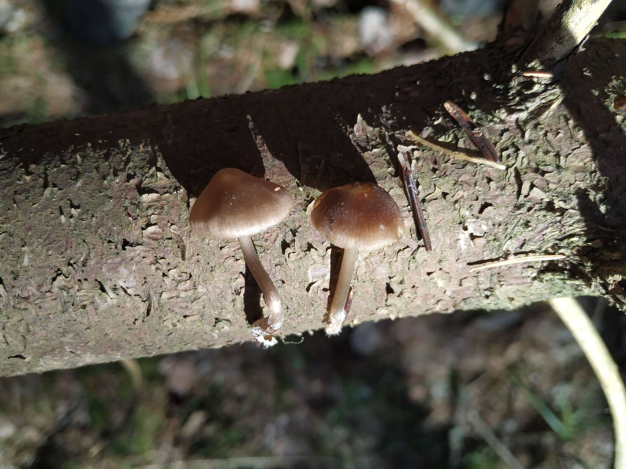 Sivun Mycena plumipes (Kalchbr.) P.-A. Moreau 2003 kuva