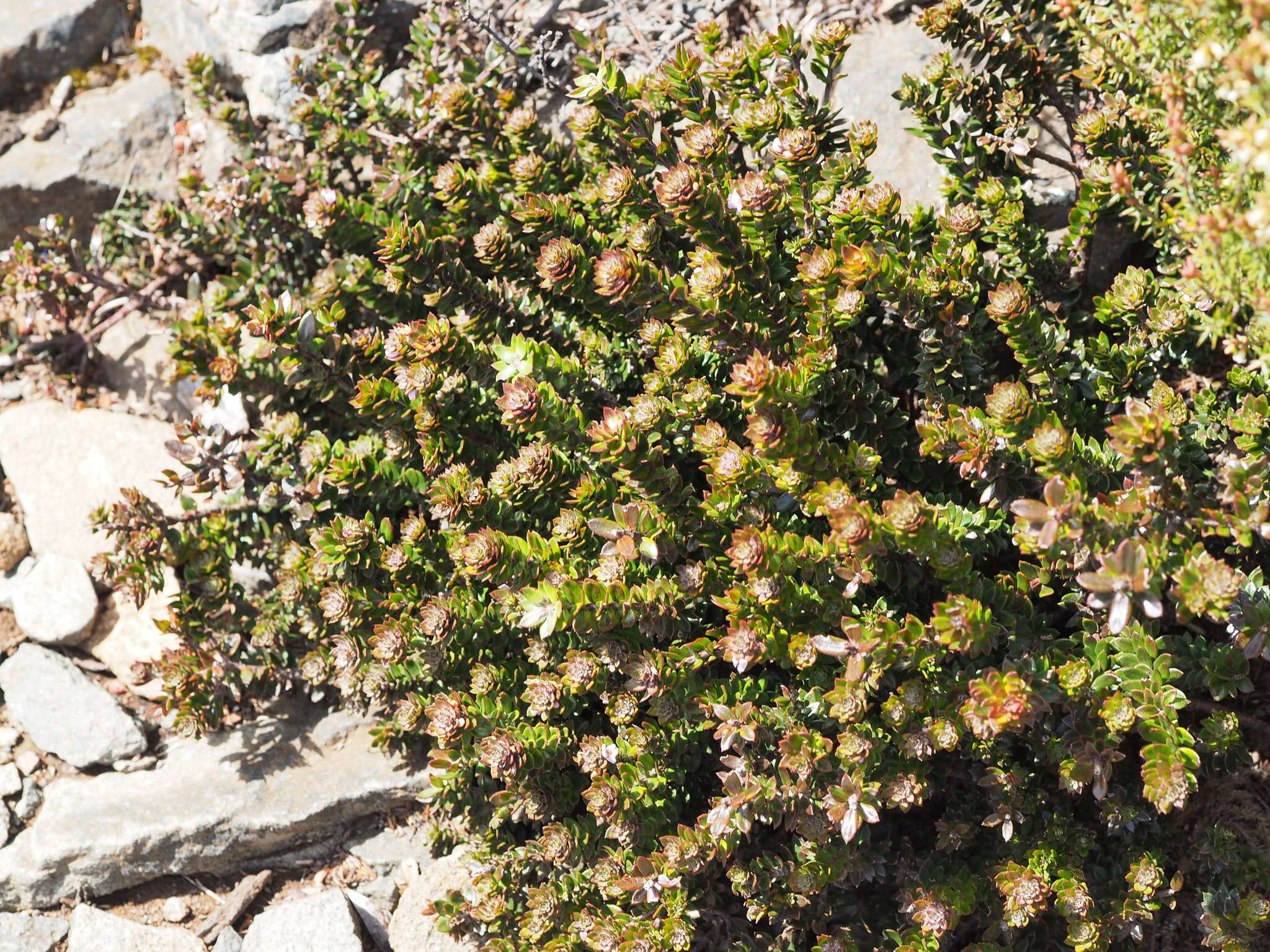 Image de Westringia rubiifolia R. Br.