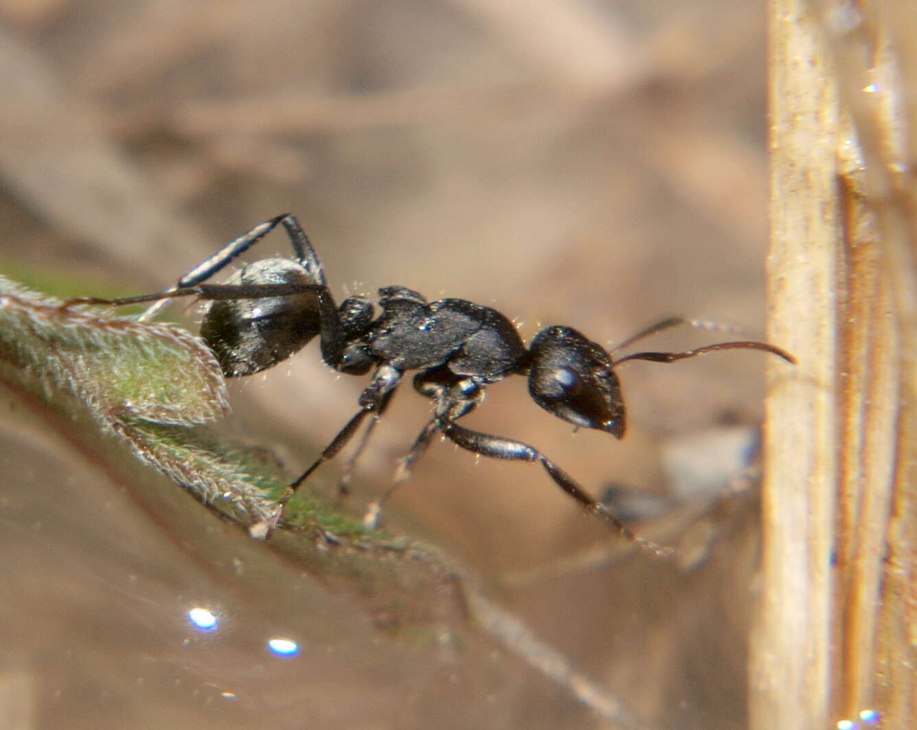 Image of Camponotus mayri Forel 1879