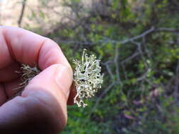 Image of cartilage lichen