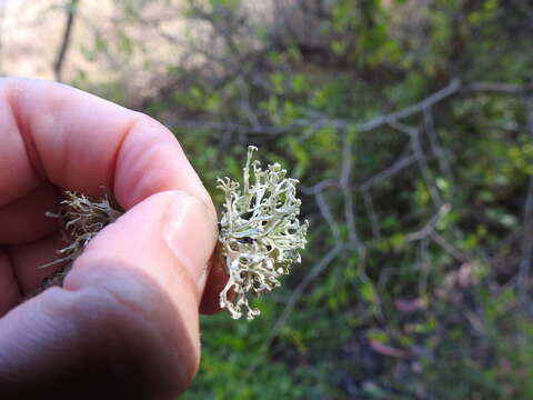 Image of cartilage lichen