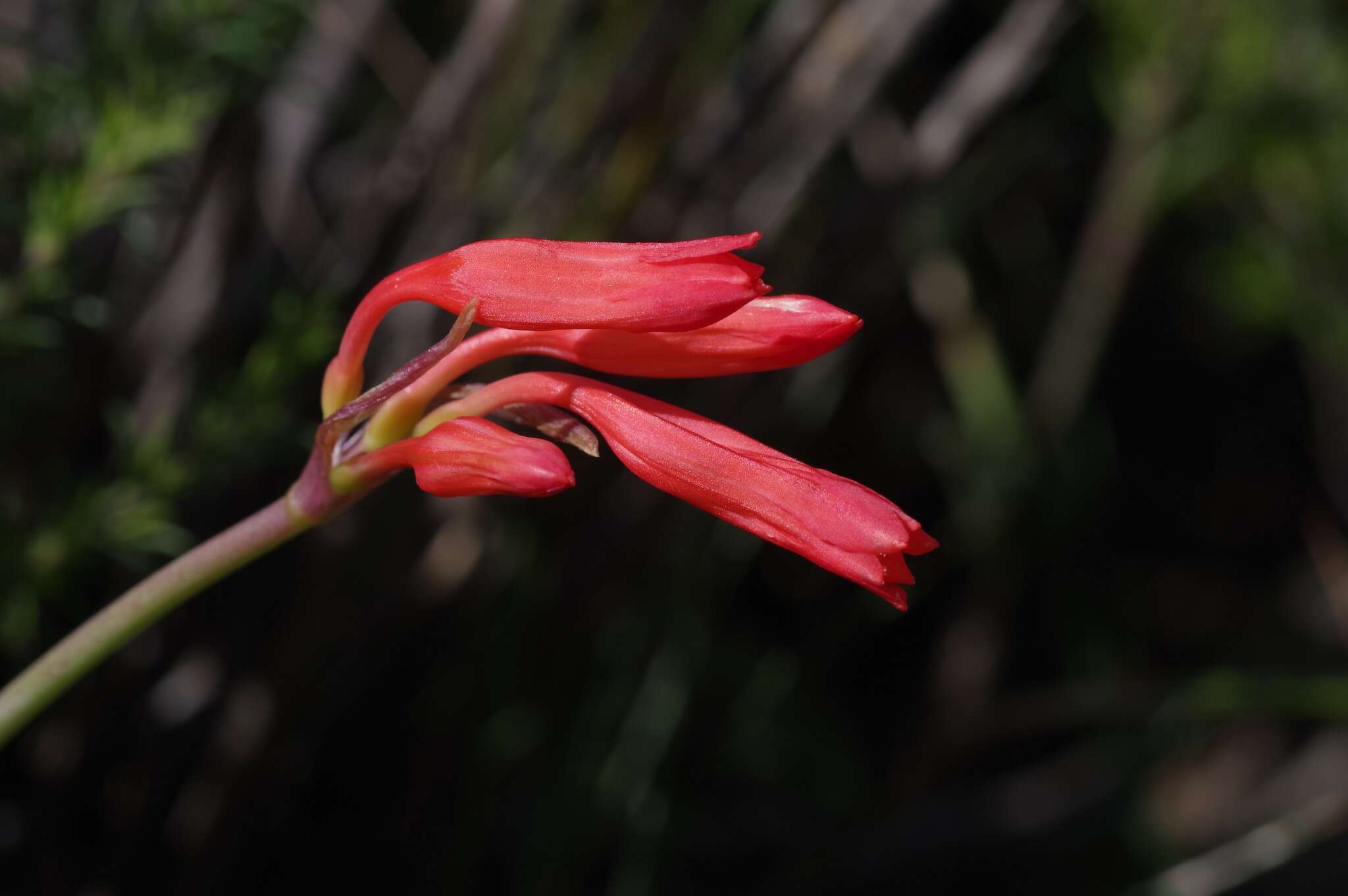 Image of Cyrtanthus staadensis Schönland