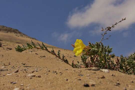 Image of Oenothera coquimbensis C. Gay