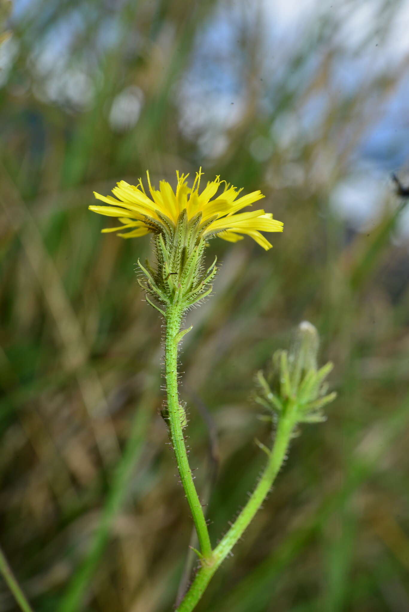 Image of Picris morrisonensis Hayata