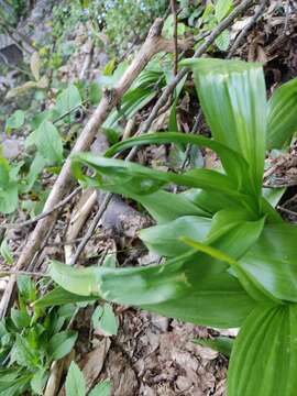 Image of showy colchicum