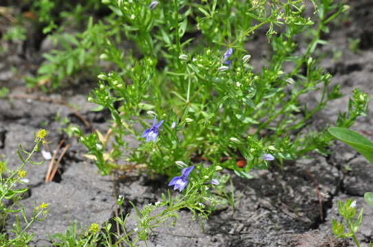 Image of elegant calicoflower