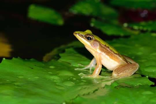 Image of Taipei frog