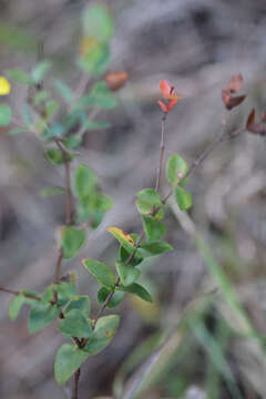 Plancia ëd Hypericum tetrapetalum Lam.