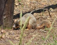 Image of Sciurus niger bachmani Lowery & Davis 1942