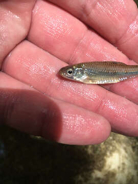 Image of Sand Shiner