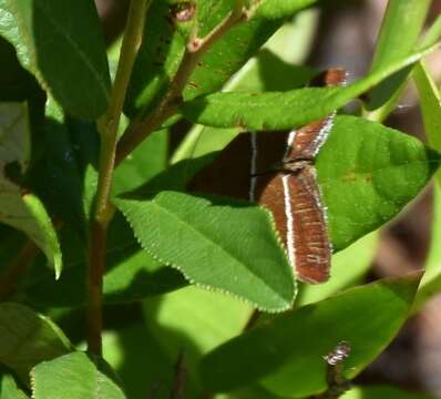 Image of Four-Lined Chocolate Moth