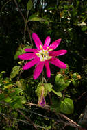 Image of Passiflora sublanceolata (Killip) J. M. Mac Dougal