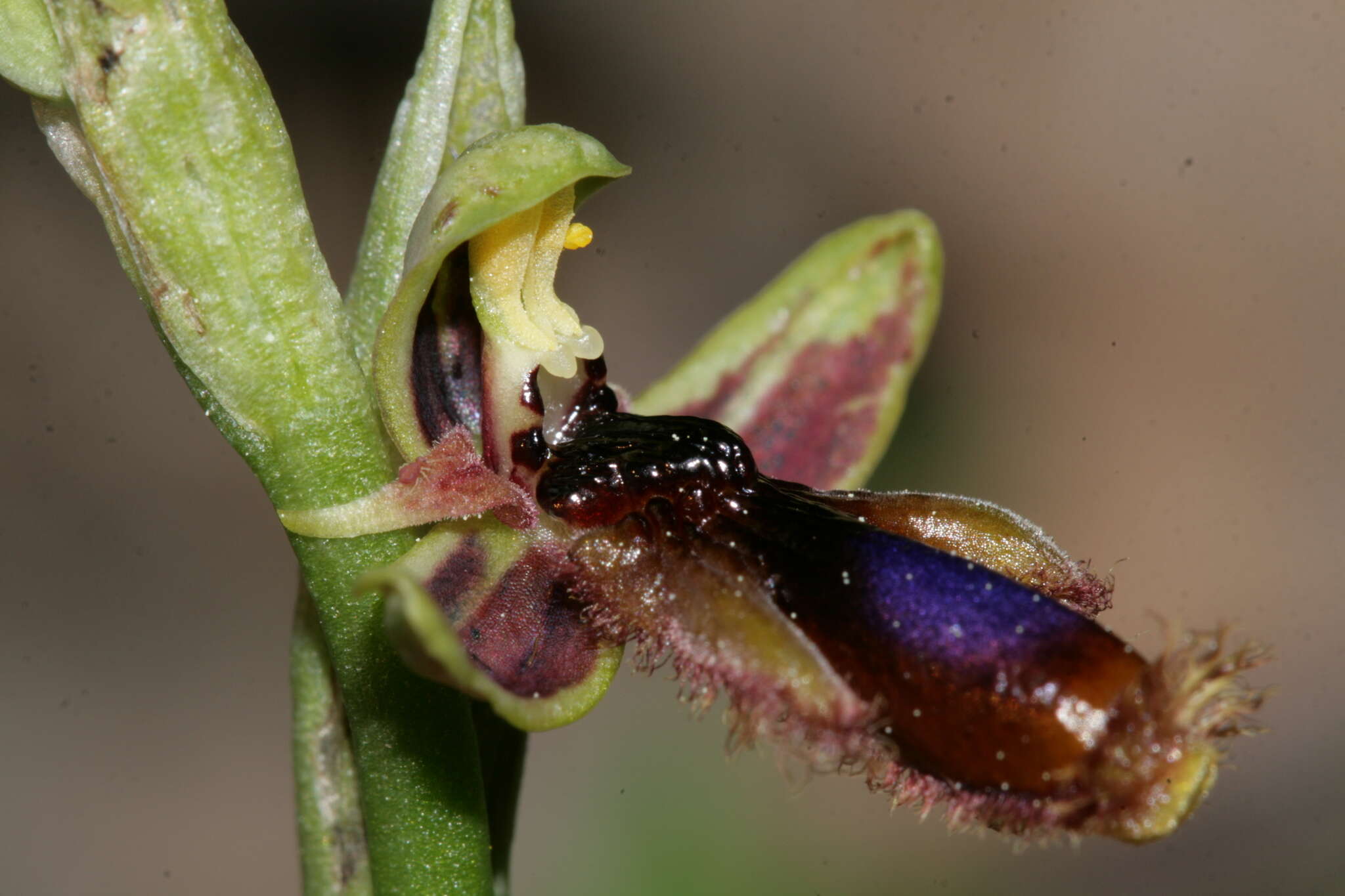 صورة Ophrys speculum subsp. regis-ferdinandii (Acht. & Kellerer ex Renz) Soó